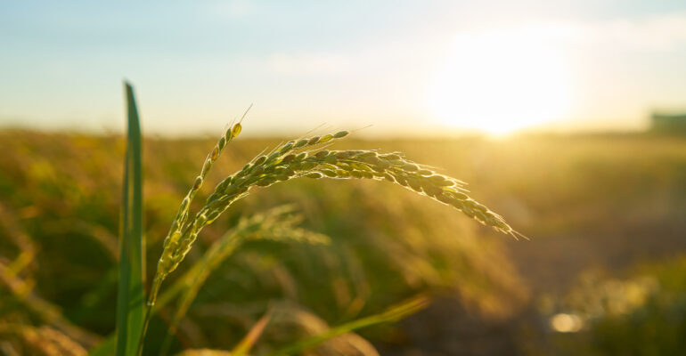 detail-of-the-rice-plant-at-sunset-in-valencia-with-the-plantation-out-of-focus-rice-grains-in-plant-seed
