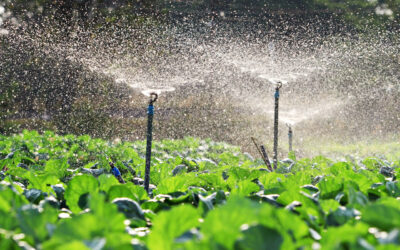 irrigation-of-vegetables-into-the-sunset